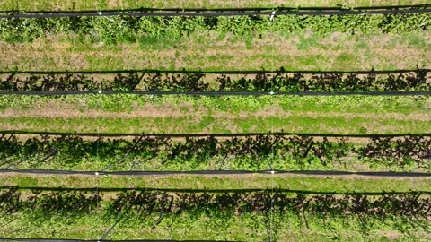 An apple orchard planted using modern horticultural techniques. Drone view Stock Footage 252432537