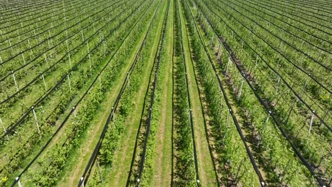 An apple orchard planted using modern horticultural techniques. Drone view Stock Footage 253510460