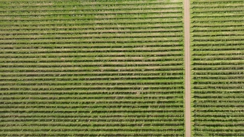 An apple orchard planted using modern horticultural techniques. Drone view Stock Footage 254890345