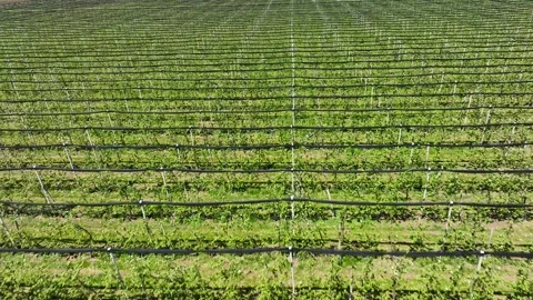 An apple orchard planted using modern horticultural techniques. Drone view Stock Footage 258329338
