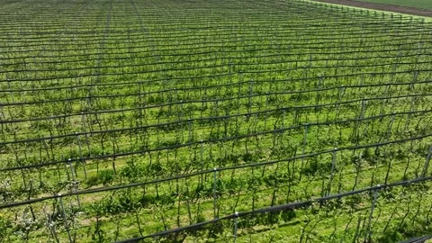 Apple Orchard Planted using Modern Gardening Techniques. Aerial View Stock Footage 259296809