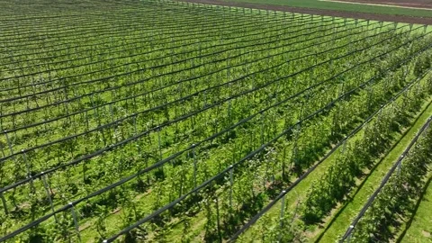 Apple Orchard Planted using Modern Gardening Techniques. Aerial View Stock Footage 260701145