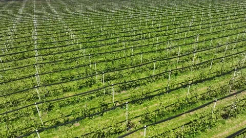 Apple Orchard Planted using Modern Gardening Techniques. Aerial View Stock Footage 264877113