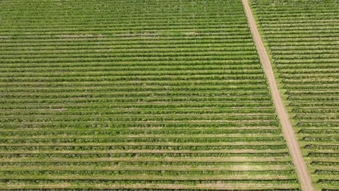 An apple orchard planted using modern horticultural techniques. Drone view Stock Footage 268042372