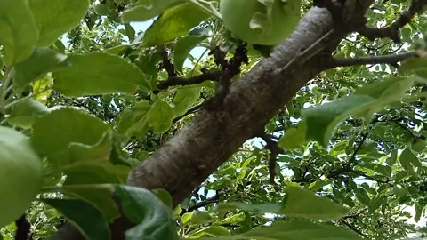 Apple orchard, ripening apples. Stock Footage 313008135