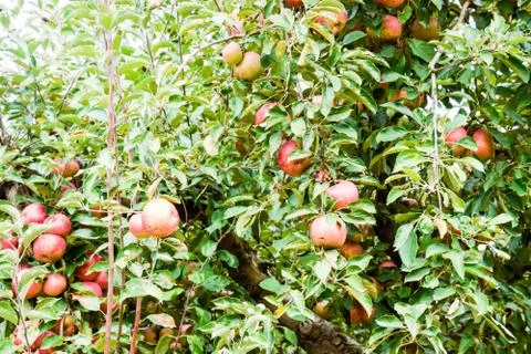 Apple orchard. Rows of trees and the fruit of the ground under the trees Foto stock