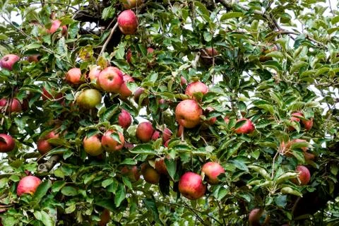 Apple orchard. Rows of trees and the fruit of the ground under the trees Stock Photos