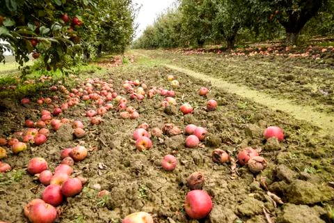 Apple orchard. Rows of trees and the fruit of the ground under t Foto stock
