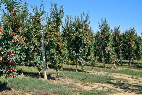 Apple orchard. Rows of trees and the fruit of the ground under t Foto stock
