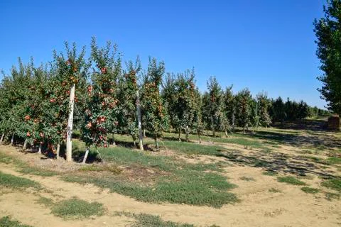 Apple orchard. Rows of trees and the fruit of the ground under t Foto stock