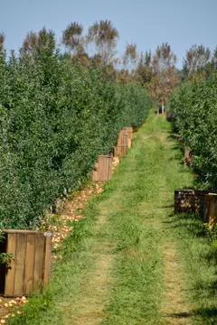 Apple orchard. Rows of trees and the fruit of the ground under t Stock Photos