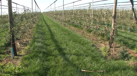 Apple orchard, saplings Stock-Footage 35953418