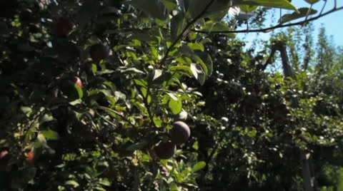 Apple orchard shots Stock Footage 8838430