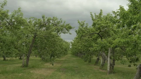 Apple Orchard slow motion view Stock Footage 246341561