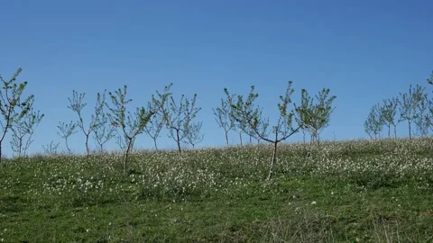 An apple orchard with small young trees in the open countryside Video stock 150719283