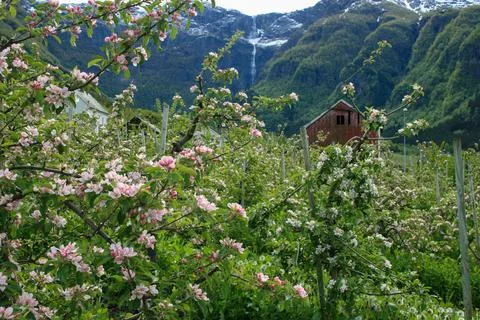 Apple Orchard in Spring Bloom in Lofthus, Hardanger, Norway Stock Photos