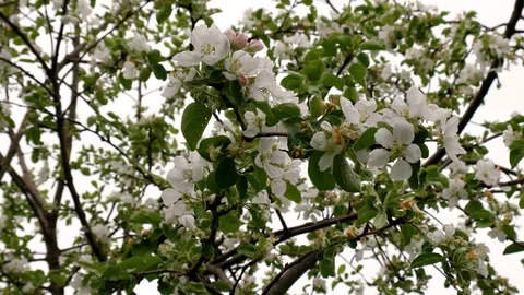 Apple orchard in spring, flowering Stock Footage 90791725