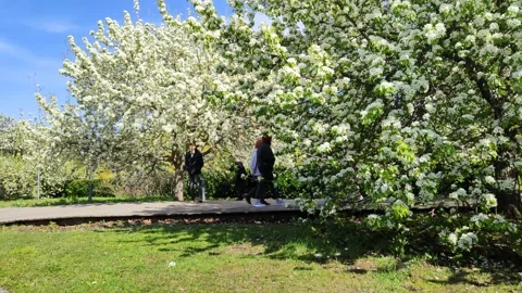 Apple orchard in spring. Flowering of fruit plants. People walk along wooden Video stock 238922683