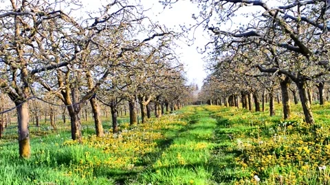 Apple orchard in spring  Stock Footage 154419568