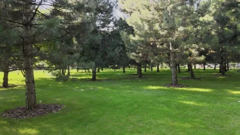 Apple orchard in spring. Green woods and grass. Video stock 160907962