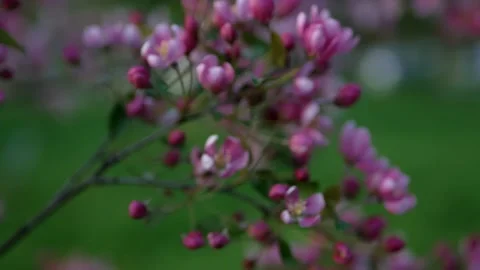 Apple Orchard - spring landscape at sunset. Stock Footage 154403786
