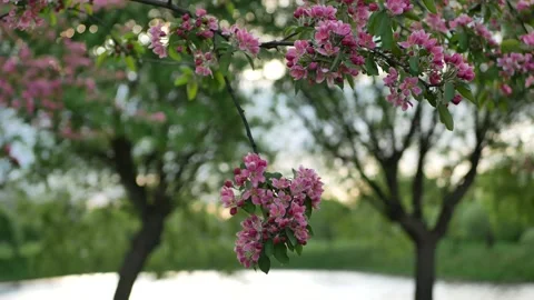 Apple Orchard - spring landscape at sunset. Stock Footage 154404011