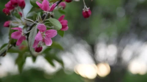 Apple Orchard - spring landscape at sunset. Stock Footage 154404067