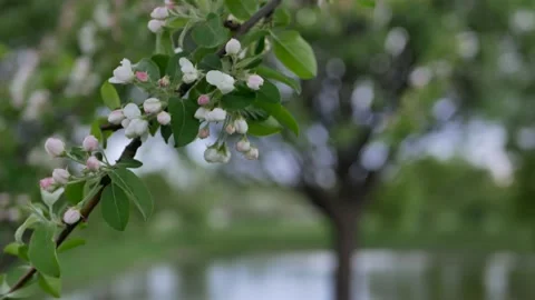 Apple Orchard - spring landscape at sunset. Stock Footage 154439467