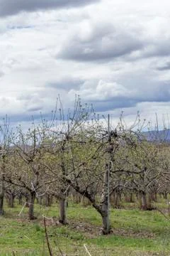 Apple Orchard Spring Stock Photos