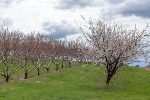 Apple Orchard Spring Stock Photos