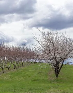Apple Orchard Spring Foto stock