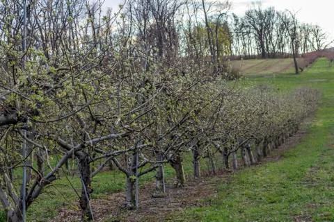 Apple Orchard Spring Stock Photos