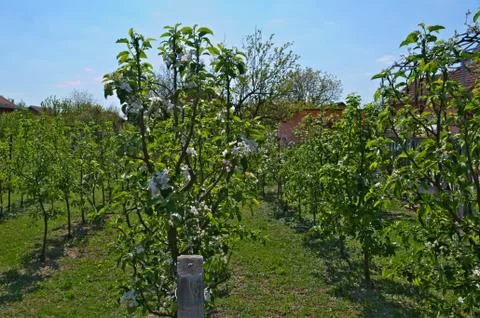 Apple orchard at spring Stock Photos
