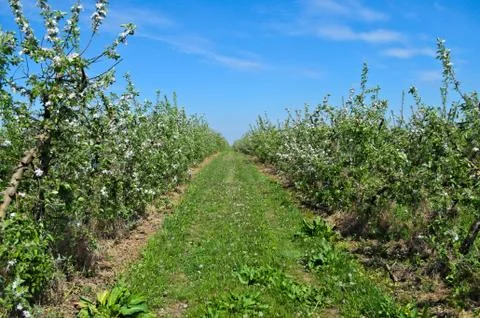 Apple orchard at spring Stock Photos