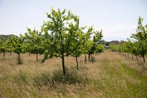 Apple orchard in spring. Stock Photos
