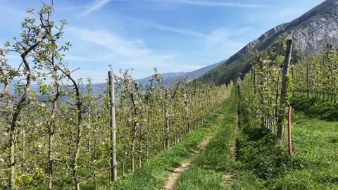 Apple Orchard in Spring White Flowers Sunny 4k Stock Footage 193589617