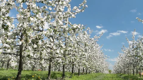 Apple orchard in springtime Stock Footage 37585527