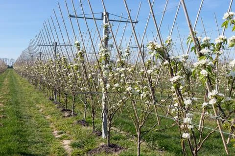 Apple orchard in springtime with rows of trees with blossom Stock Photos