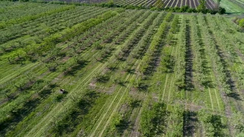 Apple orchard on a sunny spring day view from a drone Vídeos de archivo 148998380