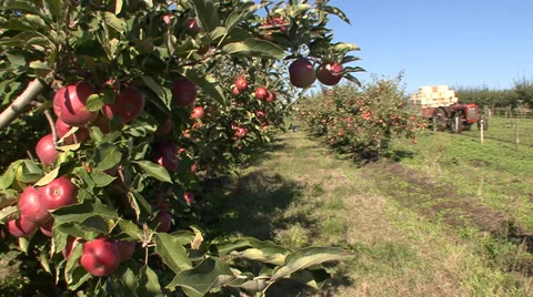 Apple orchard, tractor with crates Vídeo Stock 35704069