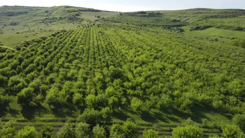 Apple orchard up in Transylvania in the spring time Stock Footage 155648689