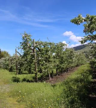 Apple orchard with trees in bloom Stock Photos