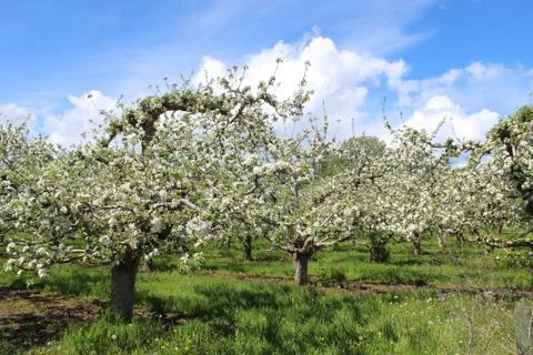Apple orchard with trees in bloom Stock Photos