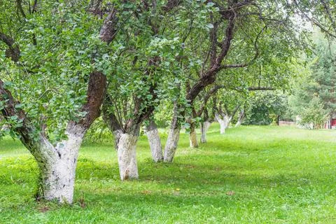 Apple orchard trees without fruit lawn background. 写真素材