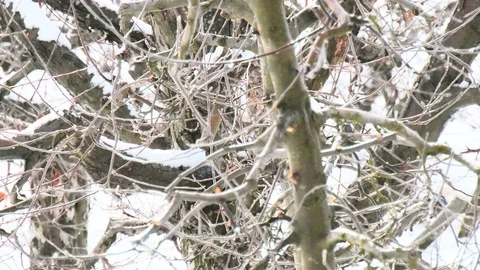 Apple orchard in winter Stock Footage 84140586