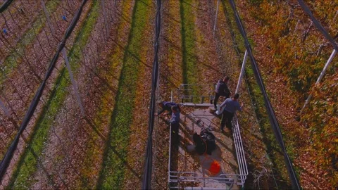 Apple Orchard Workers on Mobile Platform  Autumn Farming in Arnissa, Greece Stock Footage 330027780