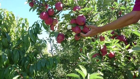 Apple orchard - Young men picking red apples into the basket. Vidéo 90126338