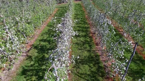 Apple orchards - Aerial view Stock Footage 67665246