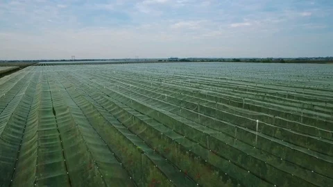 Apple orchards with bird's-eye view  Stockbeeldmateriaal 71346118