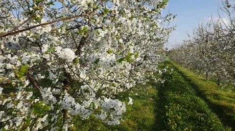 Apple orchards in bloom in Poland Video stock 64656883